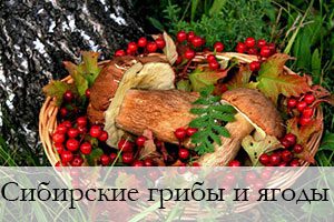 Сибирские грибы и ягоды